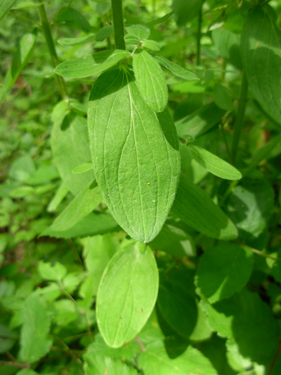 Hypericum hirsutum L.